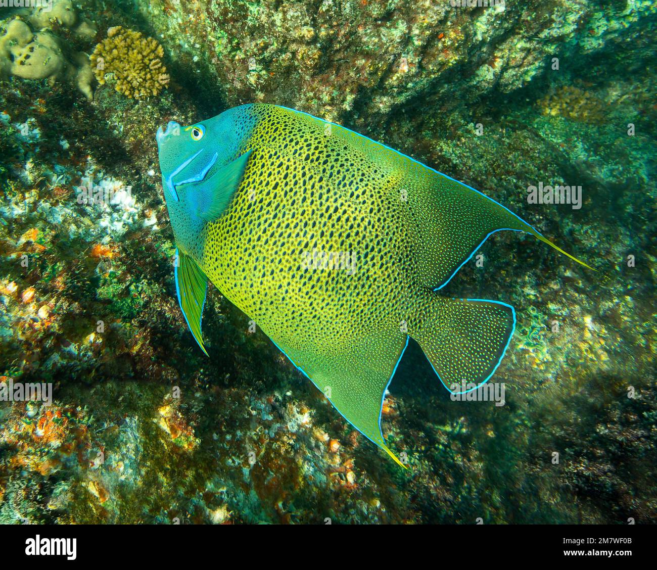 Close-up view of a Semicircle angelfish (Pomacanthus semicirculatus) near Island St Pierre - Seychelles Stock Photo