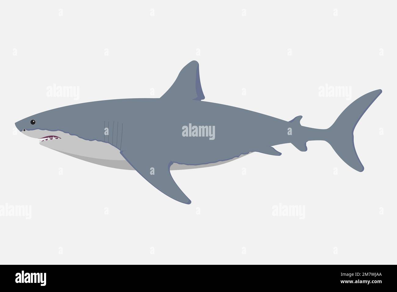 Shark isolated on white background. Vector illustration. Eps 10 Stock Vector