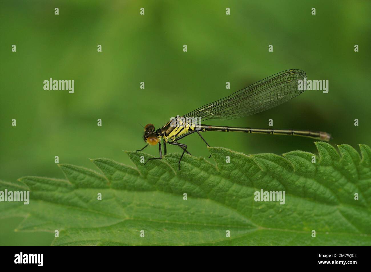 A macro shot of a red-eyed damselfly (Erythromma najas) perched on a green leaf Stock Photo