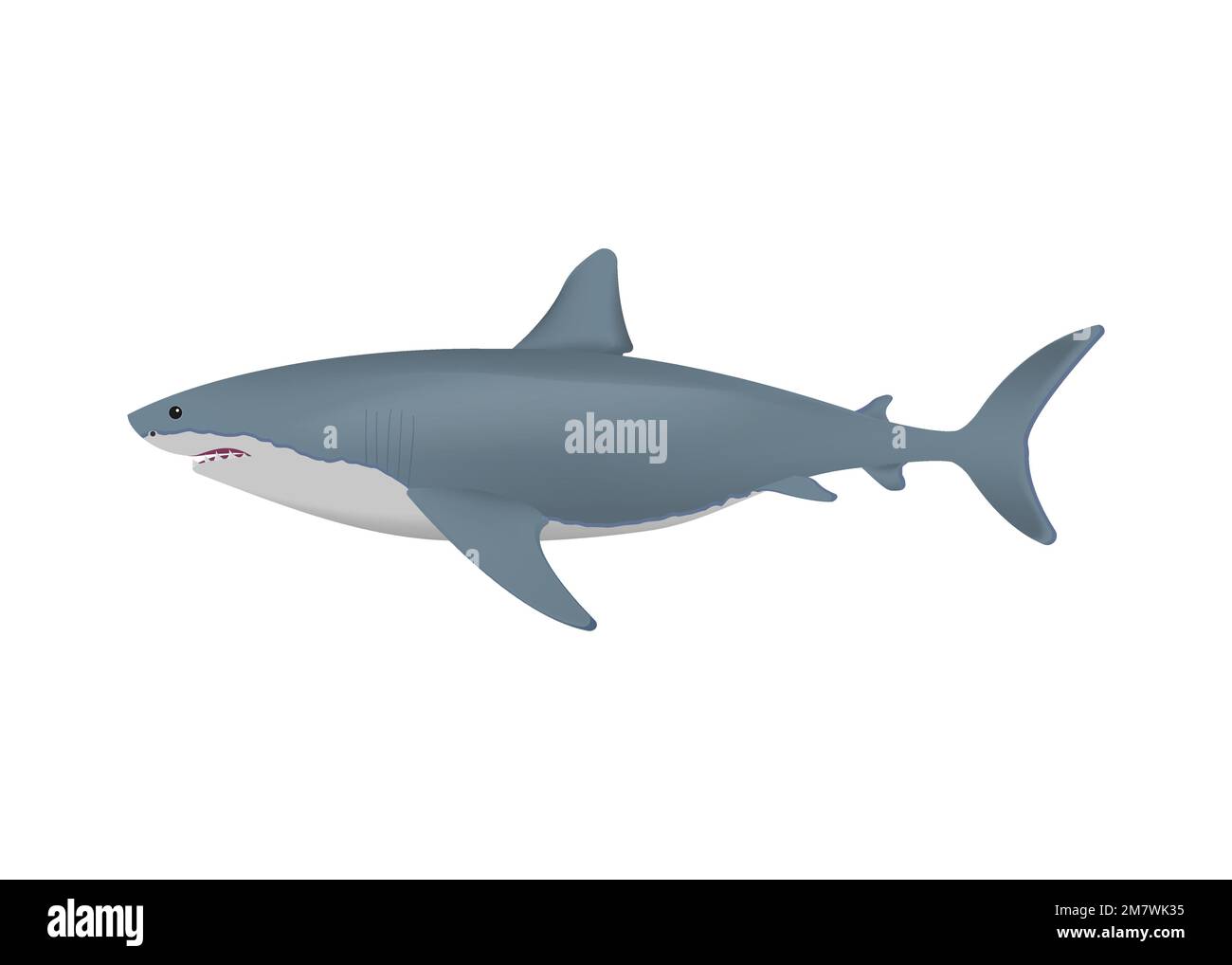 Realistic shark isolated on white background. Vector illustration. Eps 10. Stock Vector