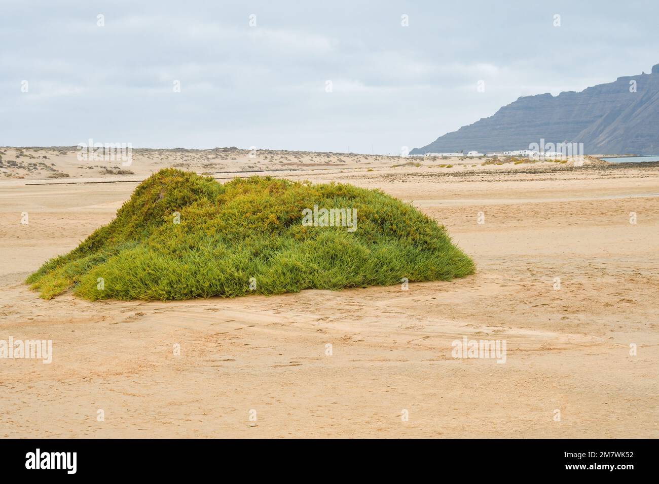Vegetation forming dunes at Playa La Cocina on the island of La Graciosa. Stock Photo