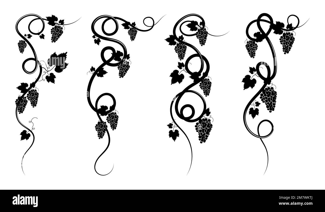 Curled leaf vine Black and White Stock Photos & Images Alamy