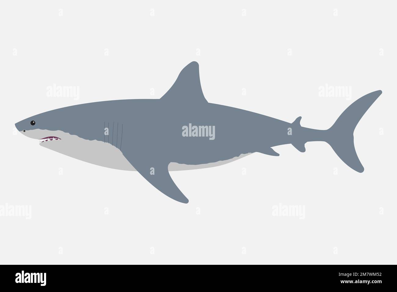 Shark isolated on white background. Vector illustration. Eps 10 Stock Vector