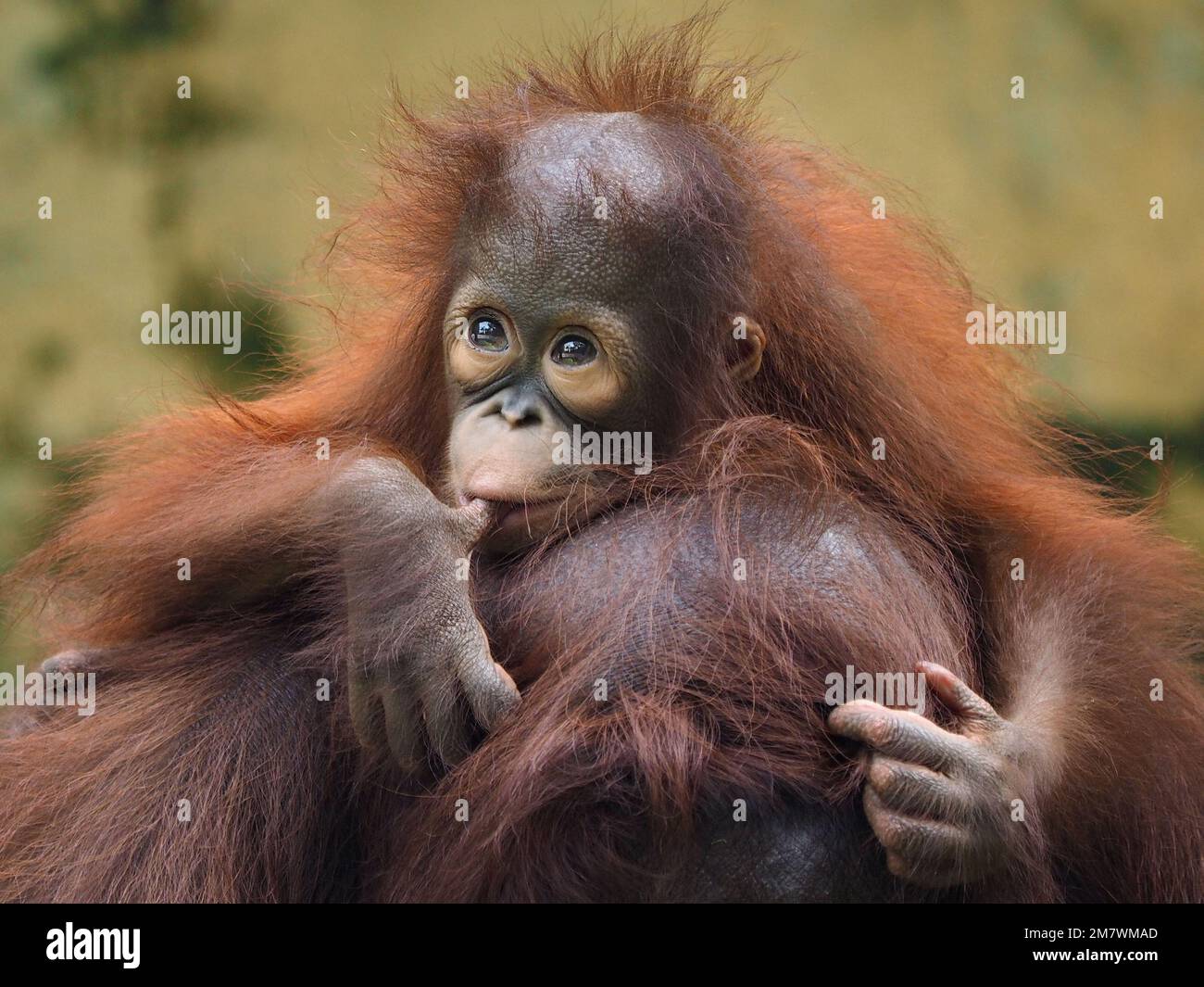THIS BABY ORANGUTAN was captured looking like it was suffering from January Blues as it sat on his mother’s head    One of the images from Jakarta, In Stock Photo
