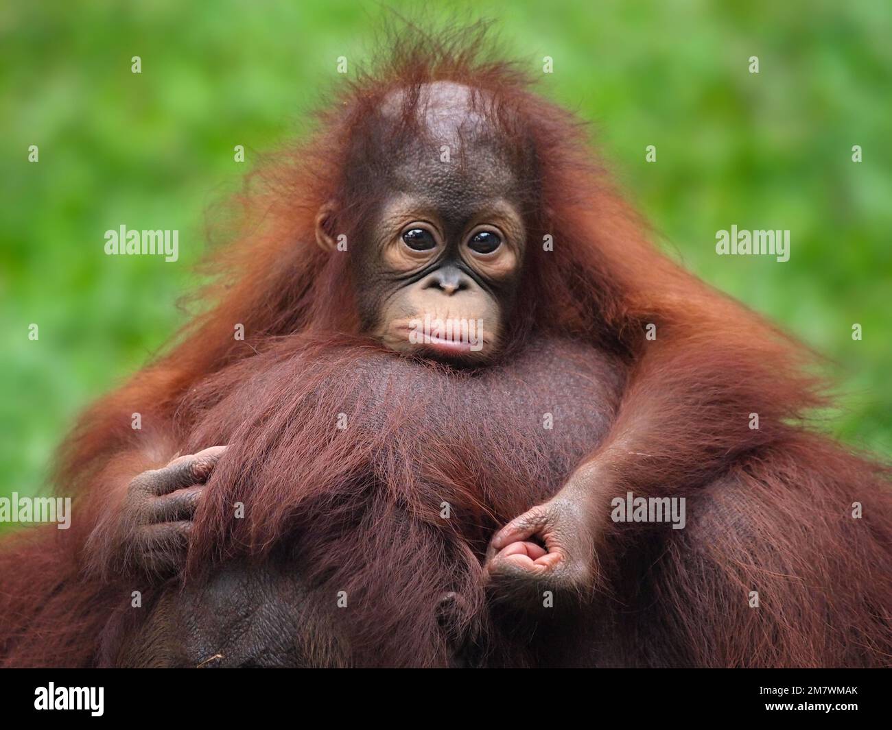 THIS BABY ORANGUTAN was captured looking like it was suffering from January Blues as it sat on his mother’s head    One of the images from Jakarta, In Stock Photo