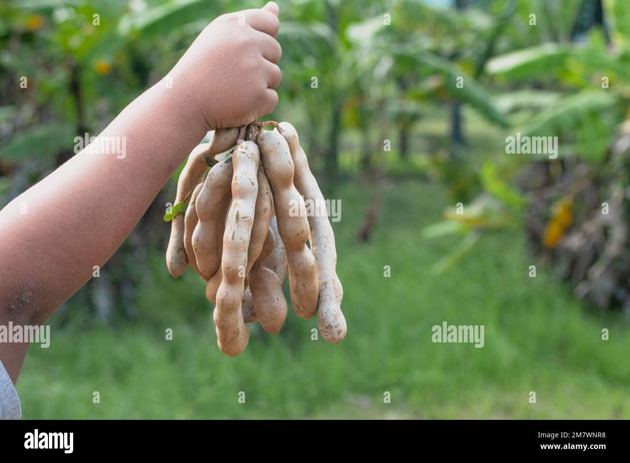 Tamarind in basket on the table background. fresh tamarind fruits Stock Photo Alamy