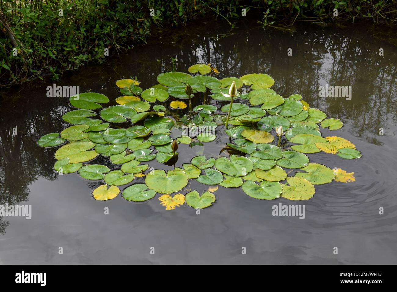 Green Lotus leaves in the pond Stock Photo - Alamy