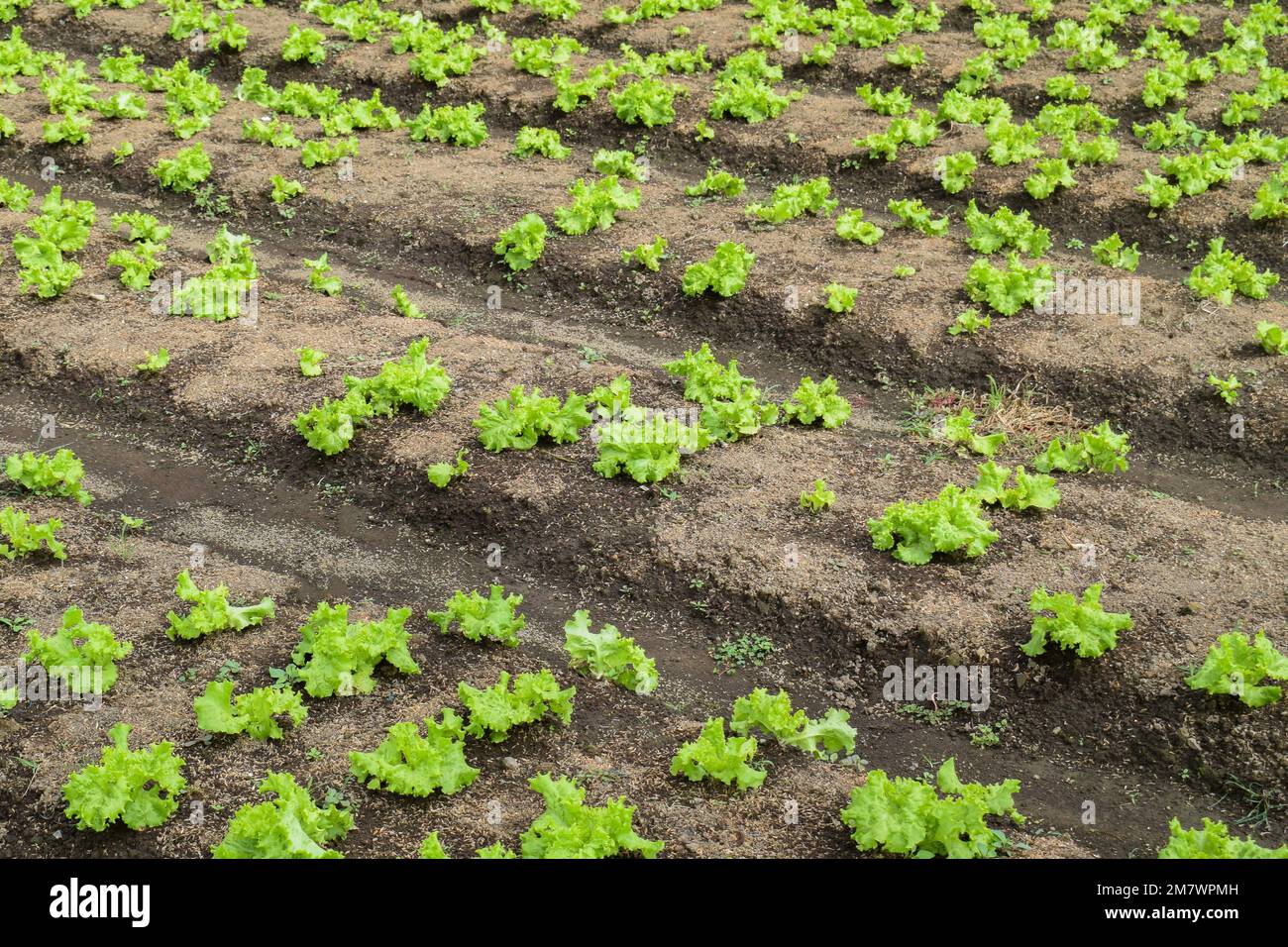 Leaf mustard greens grow at vegetable garden. Chinese Mustard Green