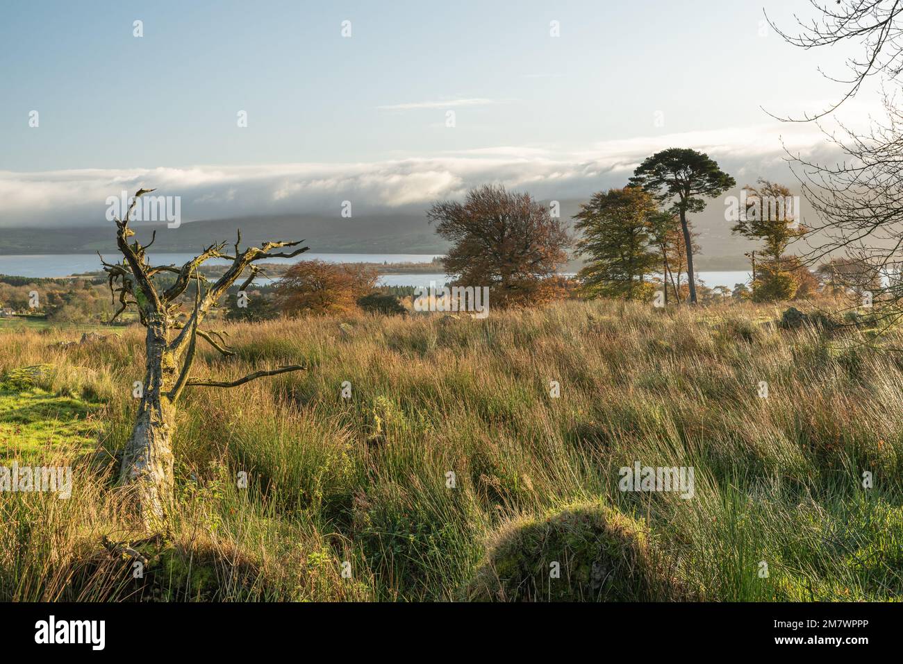 morning scene, tall grass dead tree in the foreground, trees in the middle distance, with blessington lakes and clouds in the background, blessington Stock Photo