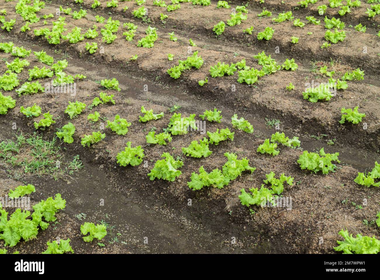 Leaf mustard greens grow at vegetable garden. Chinese Mustard Green