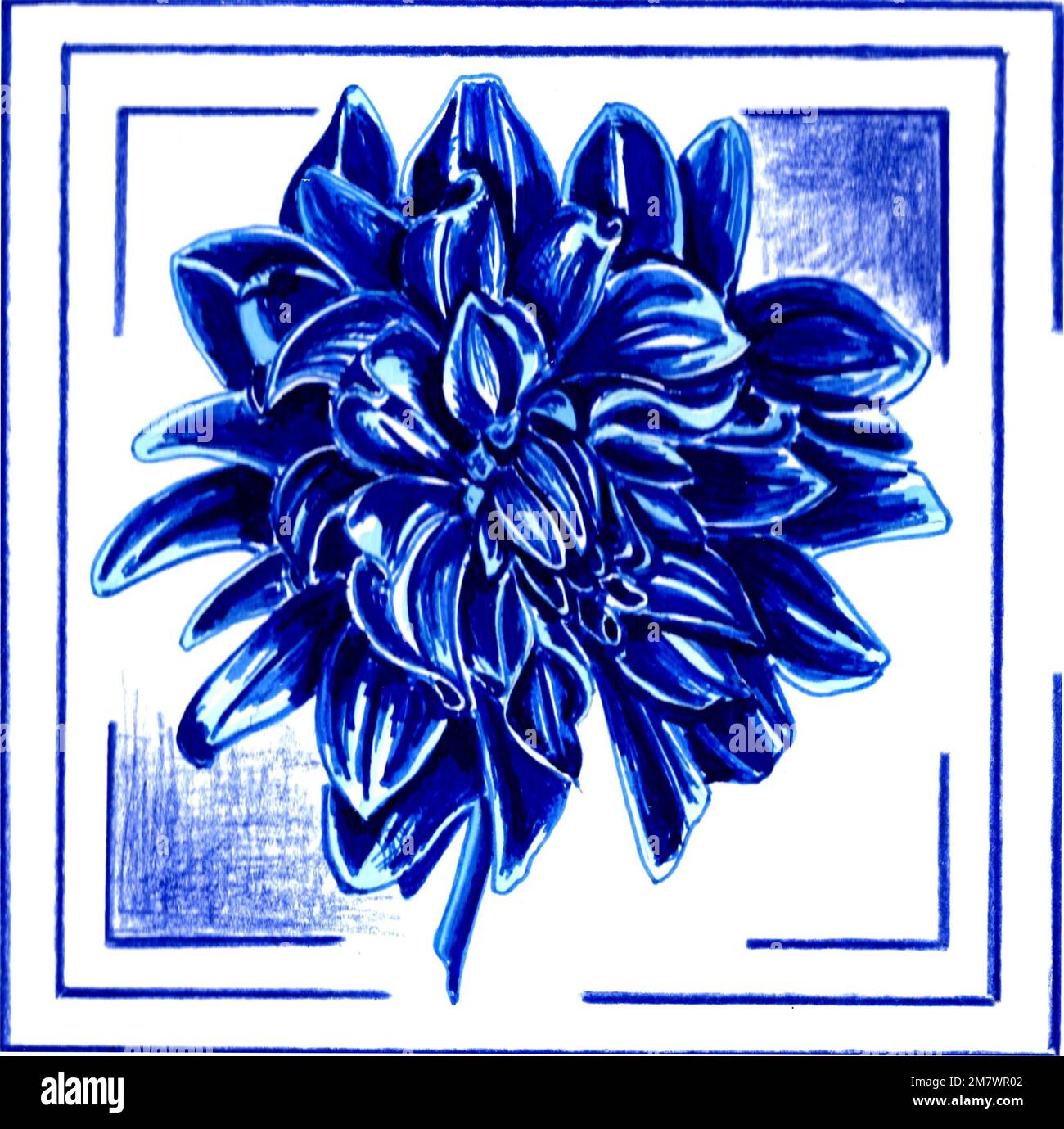Dahlia botanical drawing hi-res stock photography and images Dahlia botanical drawing hi-res stock photography and images