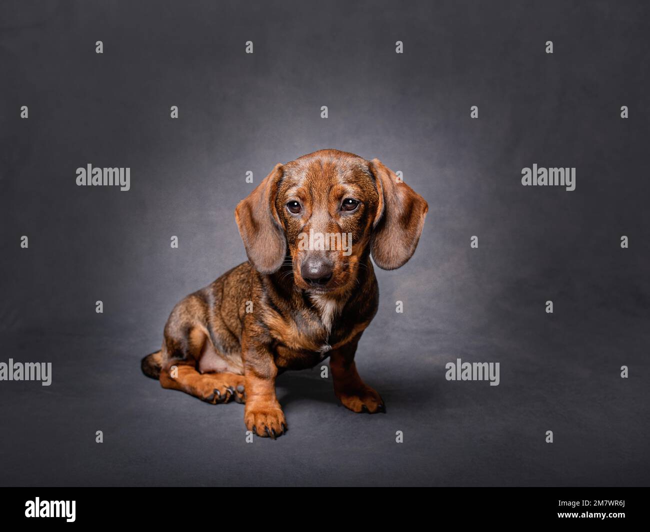 Brown smooth-haired dachshund sitting in a studio. Stock Photo