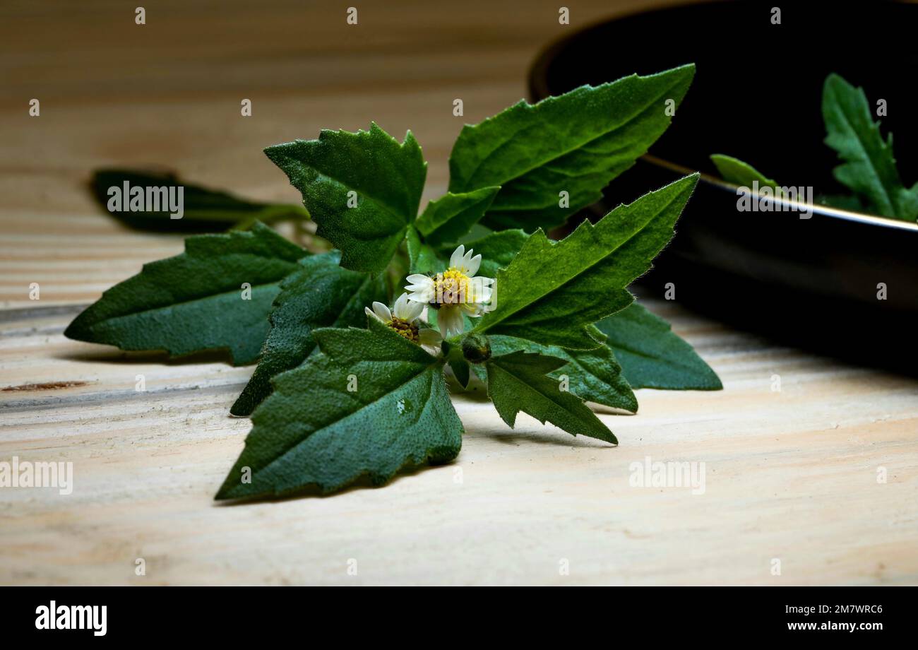 Tridax procumbens. Tridax daisy. Coatbuttons. Stock Photo