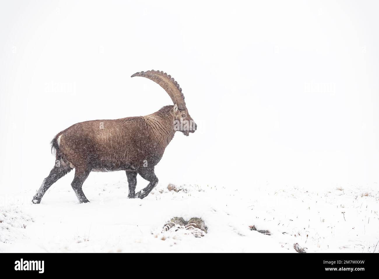 Massive ibex male wrapped by snow, fine art portrait (Capra ibex) Stock Photo