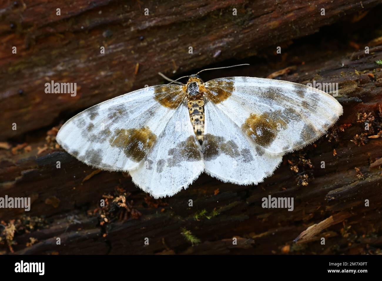 Clouded magpie, Abraxas sylvata, moth from Finland Stock Photo