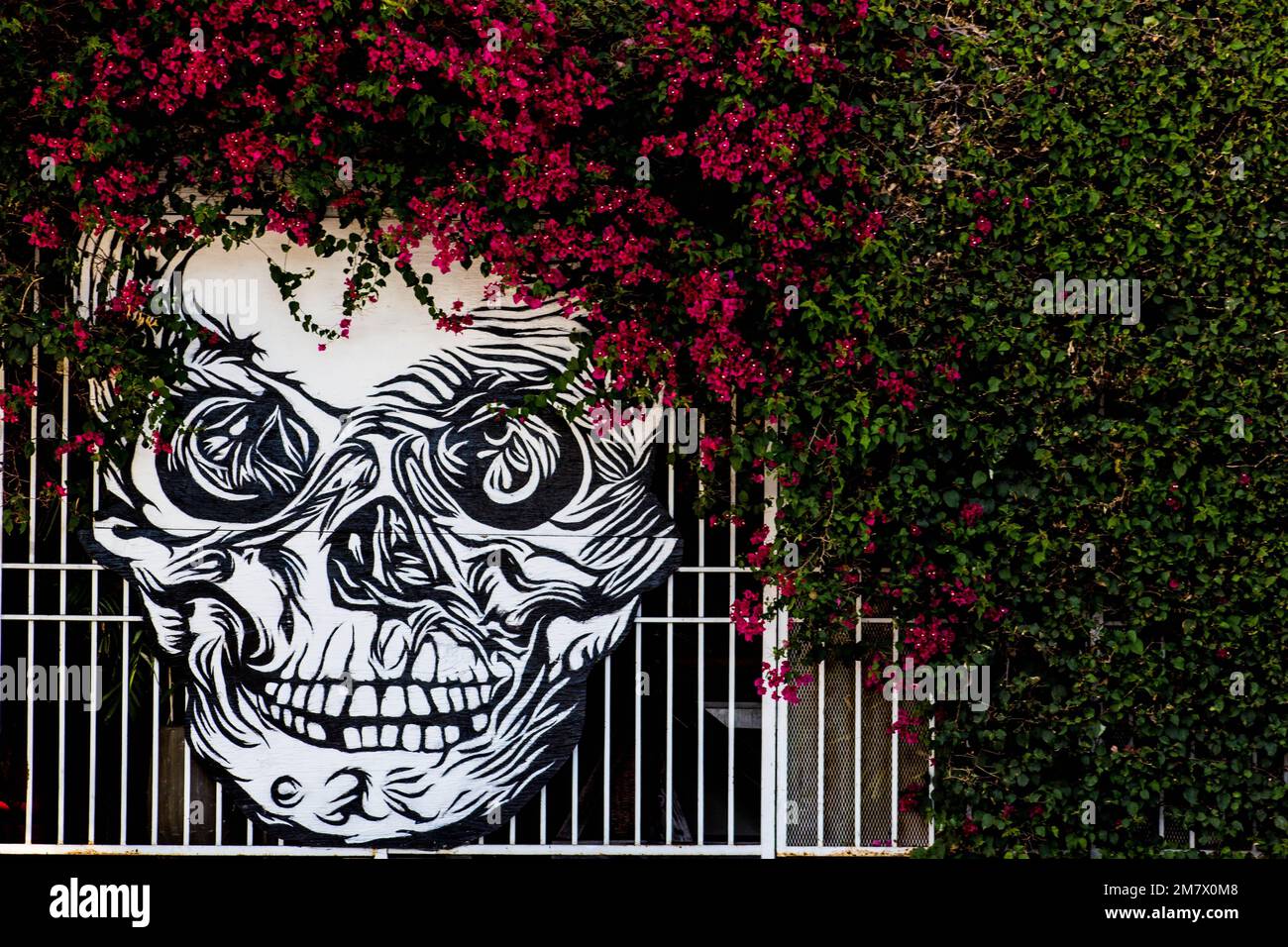 A skull on the fence with flowers on top and side. Stock Photo