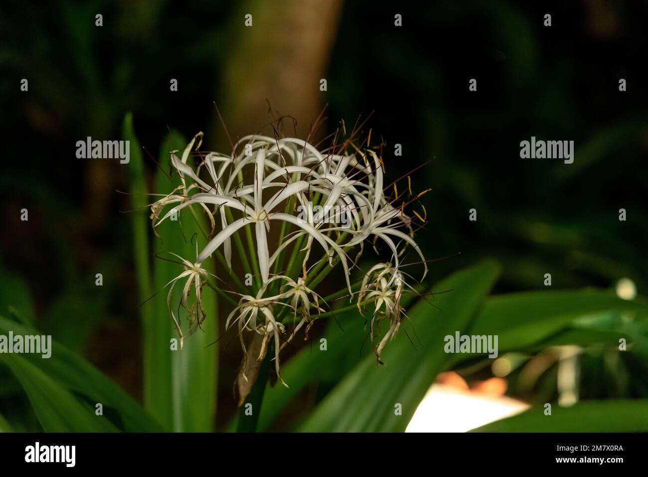 A closeup of Crinum asiaticum, commonly known as poison bulb, giant crinum lily. Stock Photo