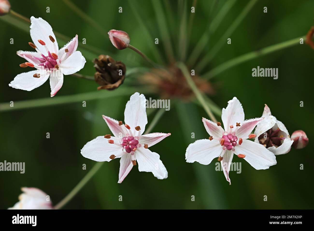 Flowering Rush, Butomus umbellatus, also known as Grass rush or  Water gladiolus, wild aquatic plant from Finland Stock Photo