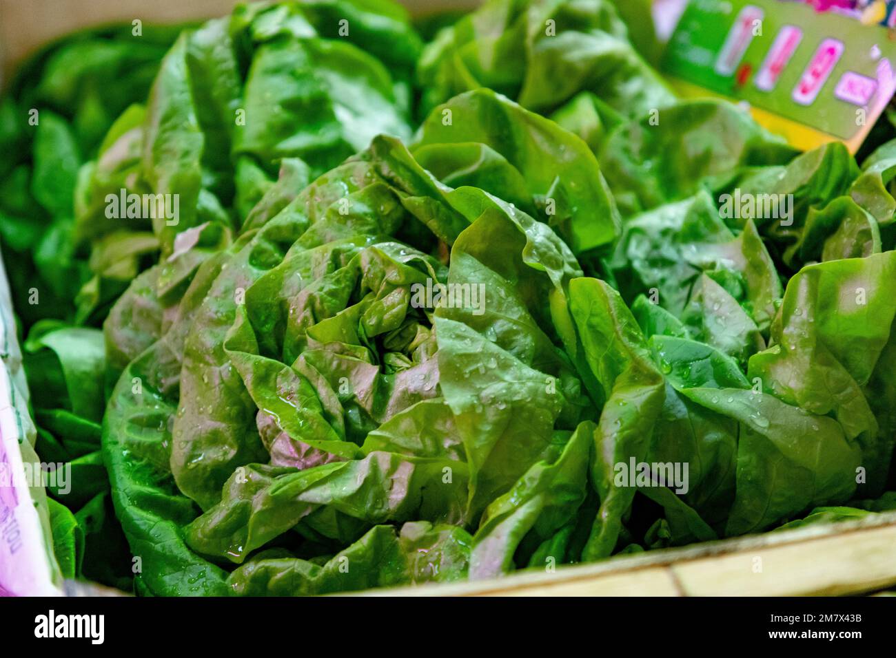 Lettuces. Fruit and vegetable stall. Stall with lettuce in a market in