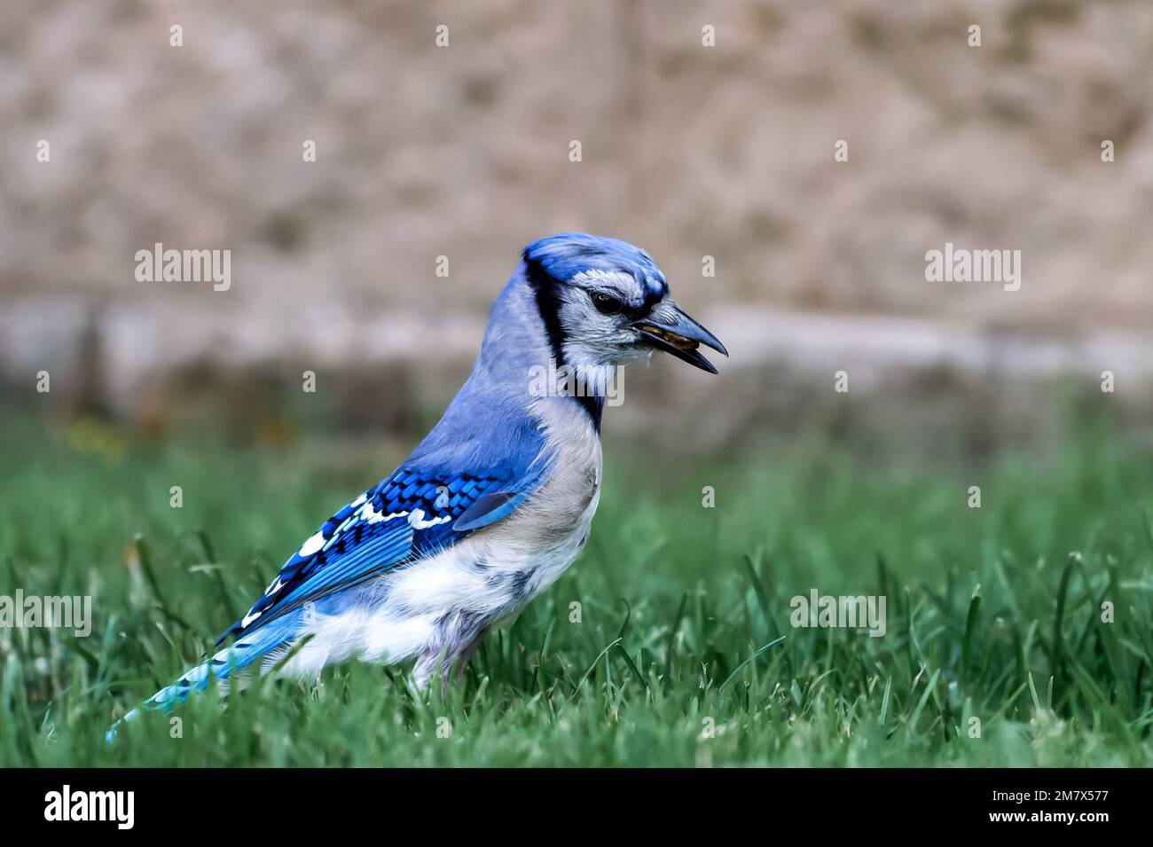 A blue jay bird on green grass. Stock Photo