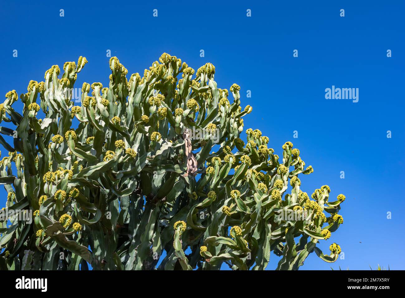 Flowers of Canary island spurge on sky background. Flowering prickly succulent Stock Photo