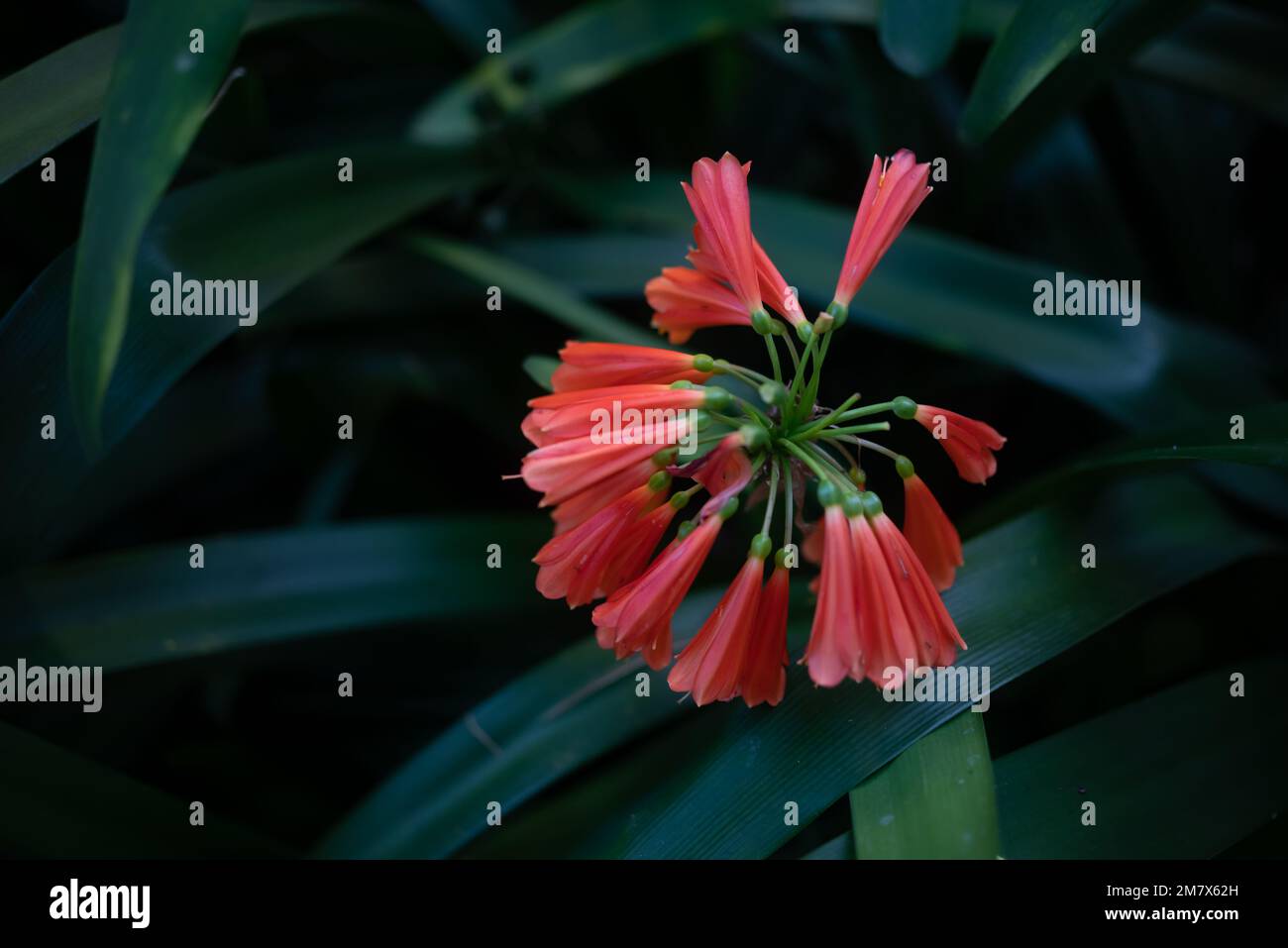 Orange flowers of green-tip forest lily or Clivia nobilis Stock Photo