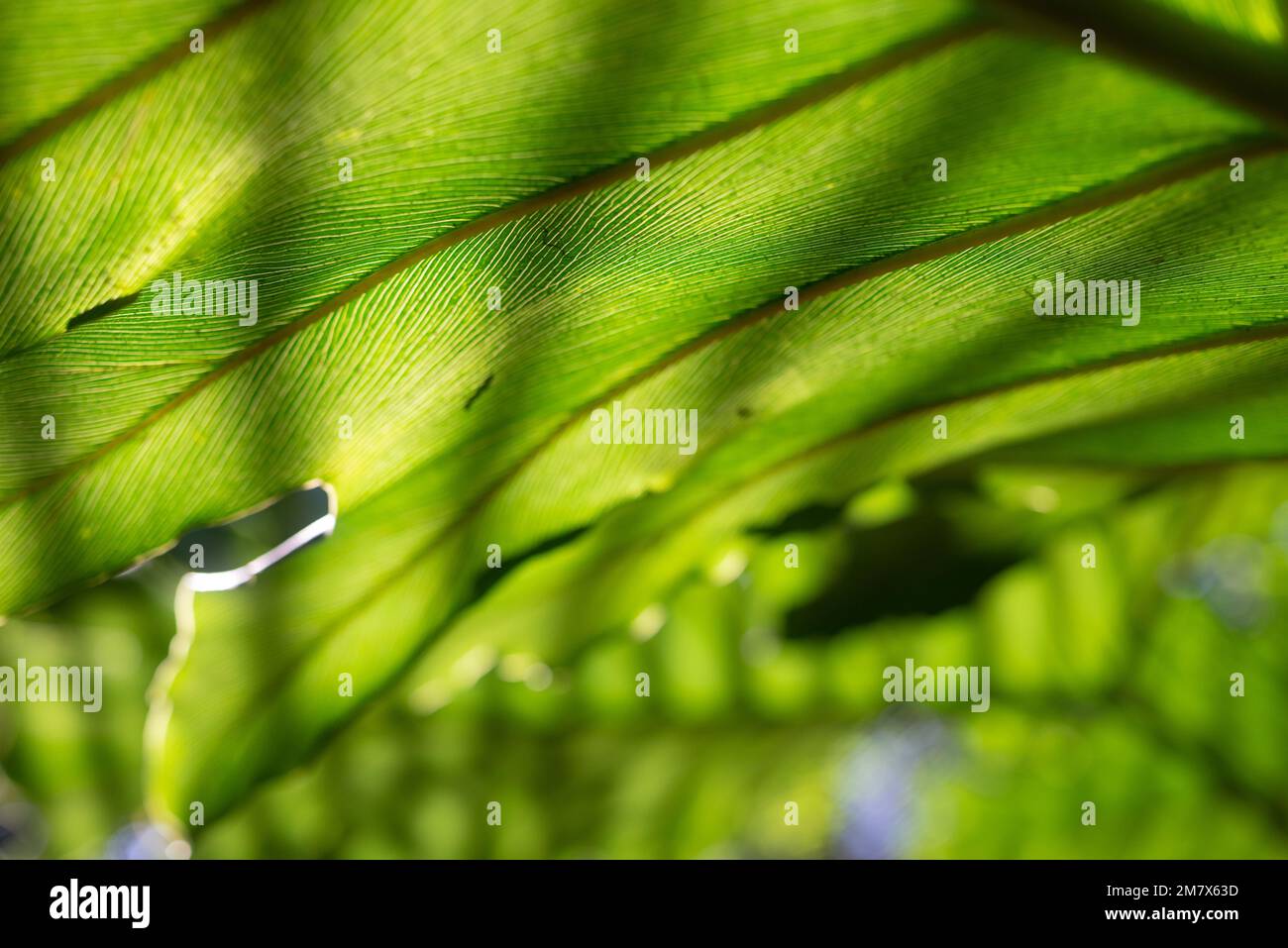Abstract green background. Philodendron speciosum or arrowhead philodendron leaf Stock Photo