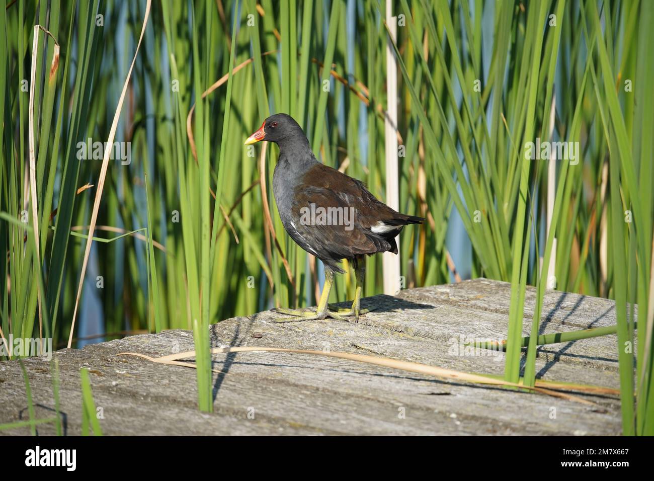 Teichhuhn Stock Photo