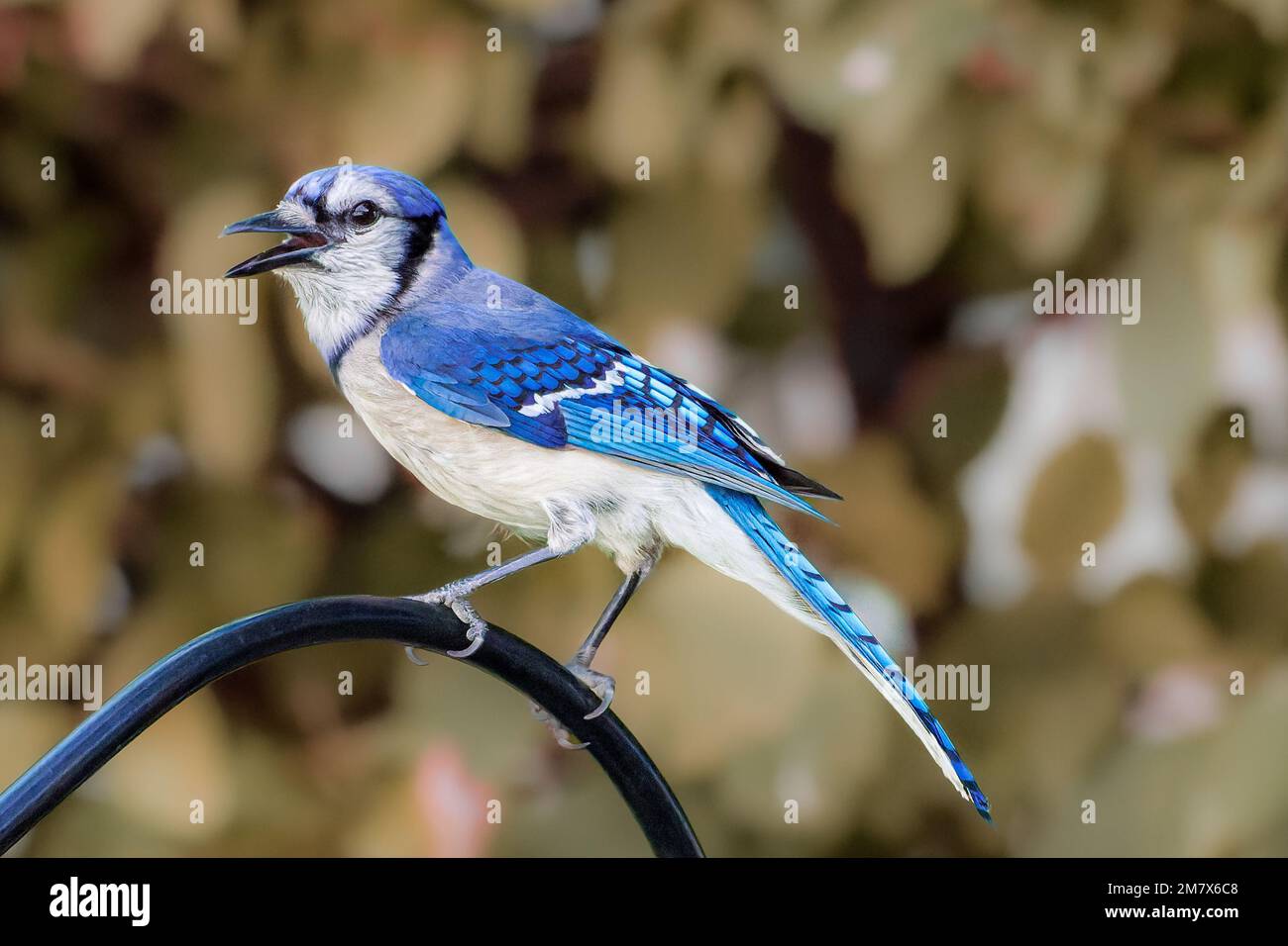 A close-up shot of a blue jay perched on a fence Stock Photo