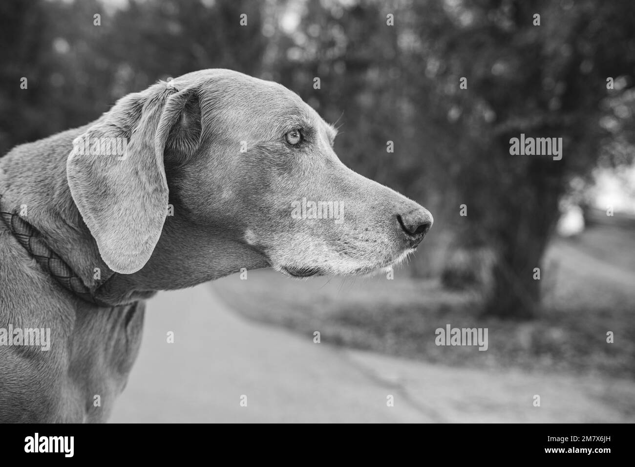 A beautiful portrait of Weimaraner in the park Stock Photo