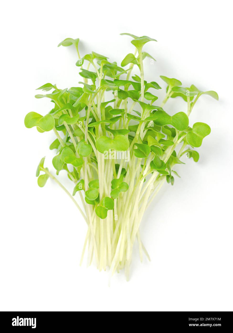Siberian kale microgreens, a bunch of fresh Brassica napus var. pabularia. Rapeseed variety and winter-annual vegetable. Ready to eat. Stock Photo