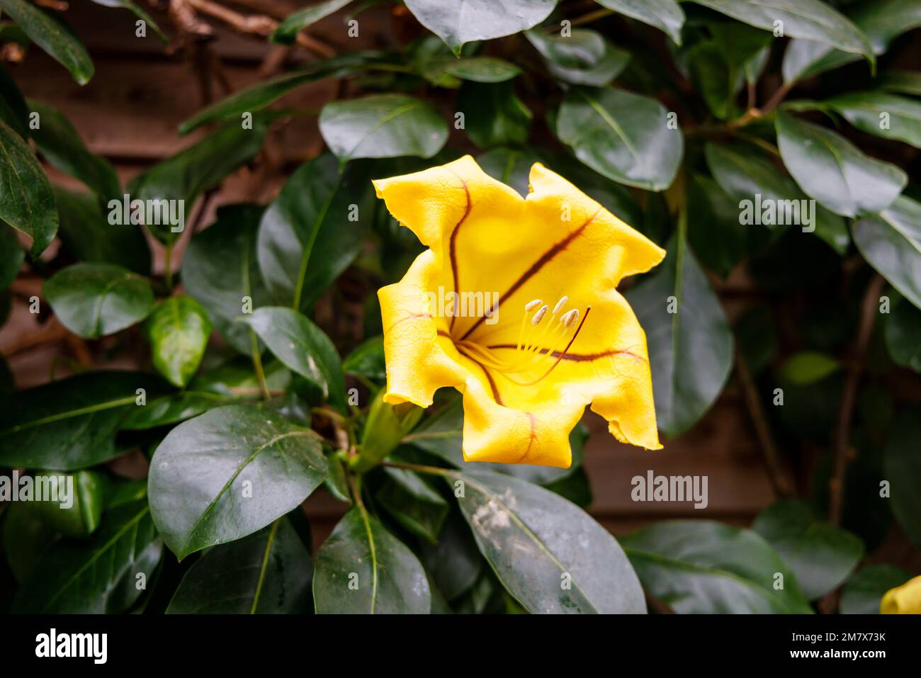 Yellow flower of Solandra maxima (Chalice vine), a vine endemic to Mexico, flowering in the Glasshouse at RHS Garden, Wisley, Surrey, England Stock Photo