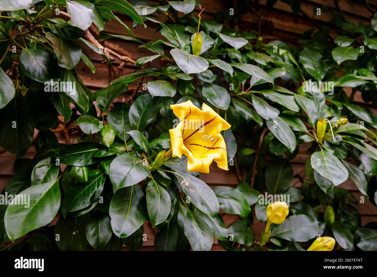 Yellow flower of Solandra maxima (Chalice vine), a vine endemic to Mexico, flowering in the Glasshouse at RHS Garden, Wisley, Surrey, England Stock Photo