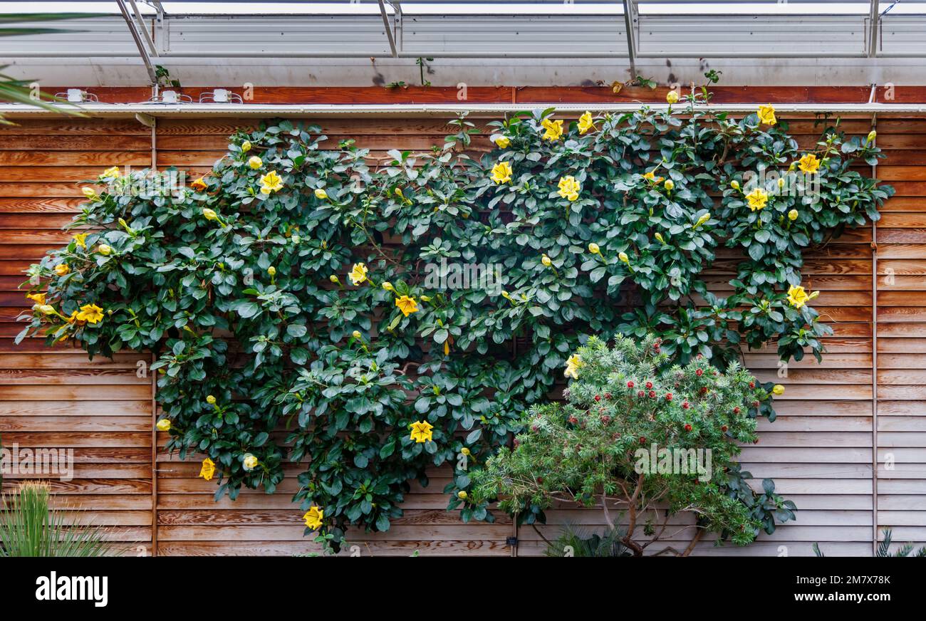 Yellow flowers of Solandra maxima (Chalice vine), a vine endemic to Mexico, flowering in the Glasshouse at RHS Garden, Wisley, Surrey, England Stock Photo