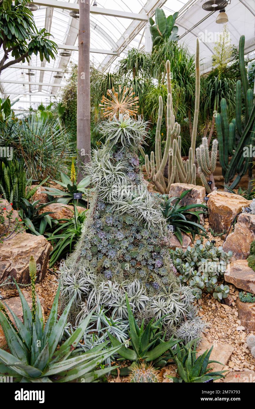 Display of houseleeks (sempervivum) and succulent plants amongst cacti in the Glasshouse at RHS Garden, Wisley, Surrey, England Stock Photo