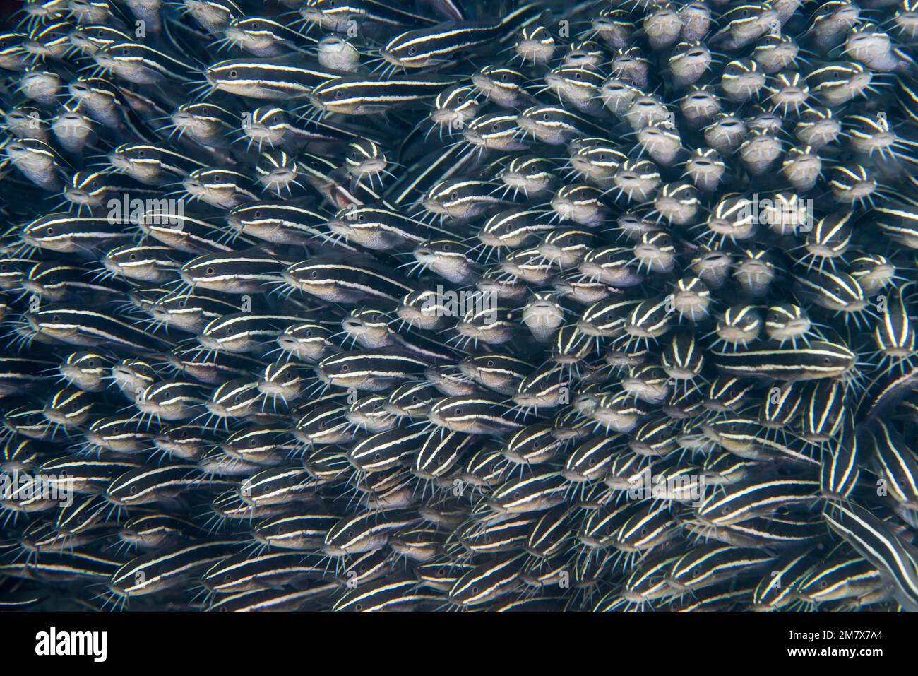 A wall of catfish. Mozambique: THESE INCREDIBLE images show off a school of catfish forming a wall along the seafloor, like a cloud of fish. One image Stock Photo