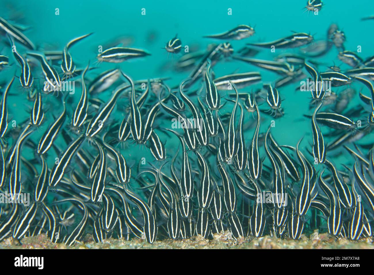 Feeding from the sea floor. Mozambique: THESE INCREDIBLE images show off a school of catfish forming a wall along the seafloor, like a cloud of fish. Stock Photo