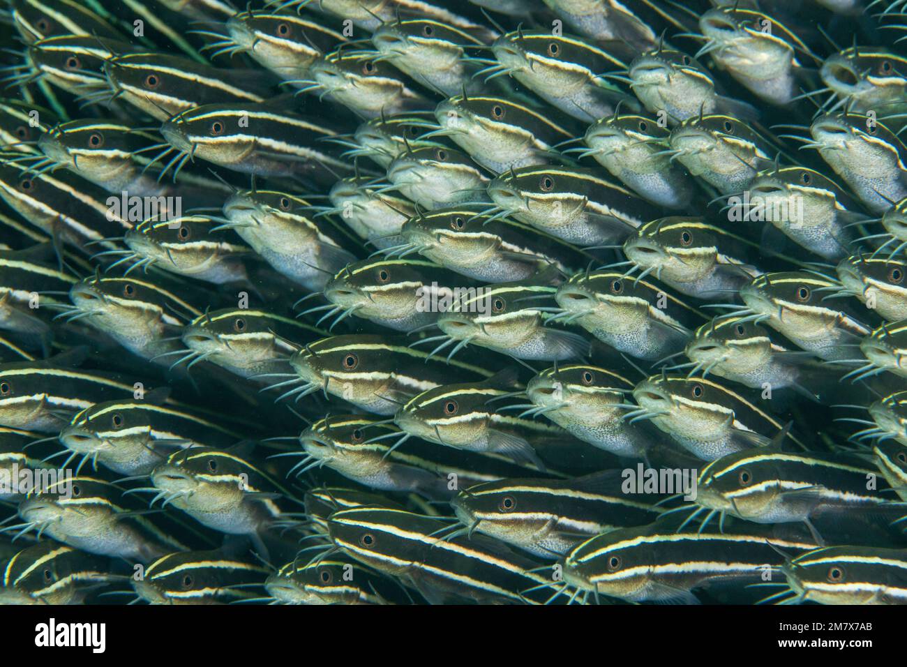 A catfish cloud. Mozambique: THESE INCREDIBLE images show off a school of catfish forming a wall along the seafloor, like a cloud of fish. One image s Stock Photo