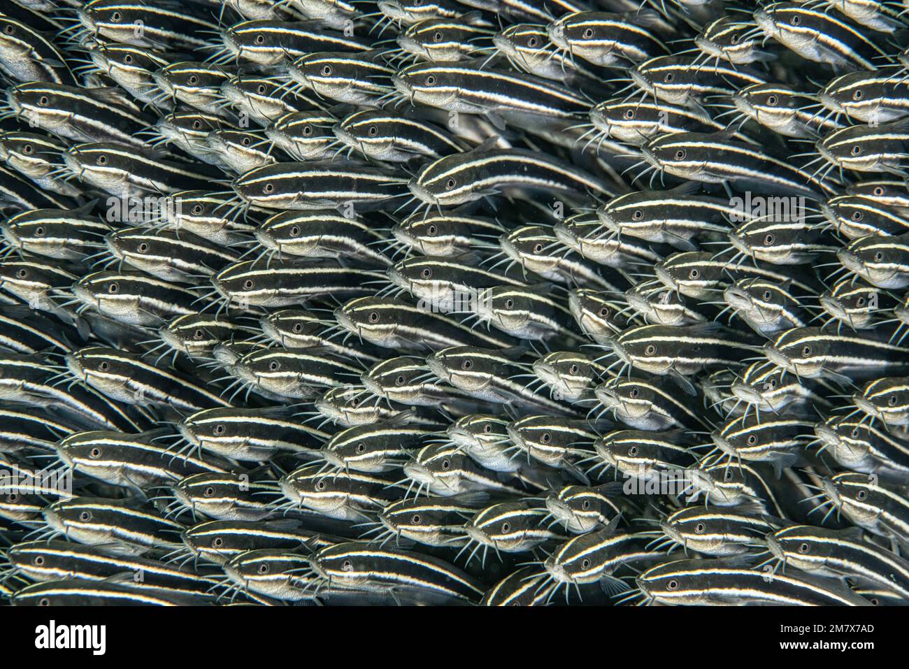 A catfish wall. Mozambique: THESE INCREDIBLE images show off a school of catfish forming a wall along the seafloor, like a cloud of fish. One image sh Stock Photo