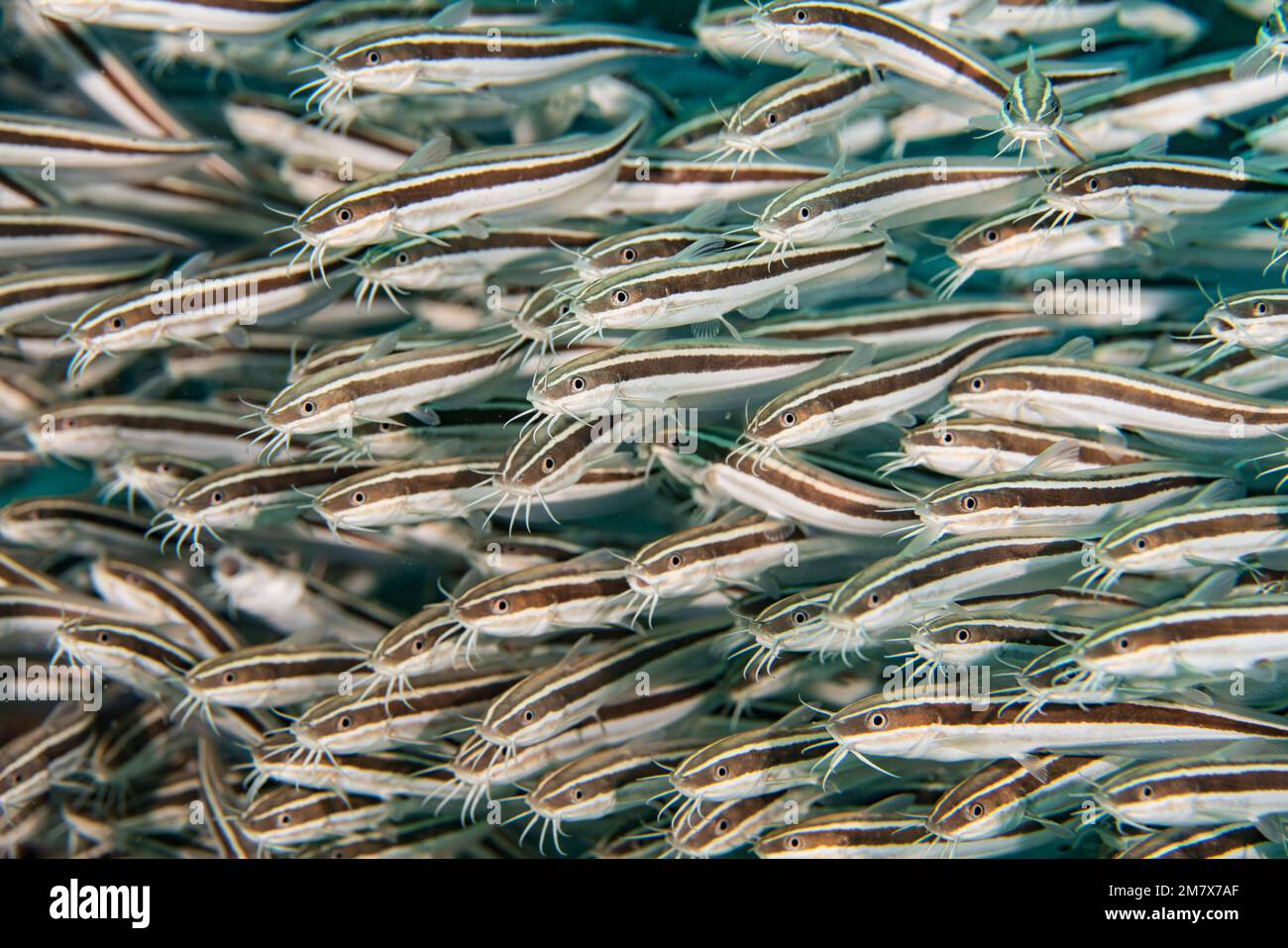 Catfish up close. Mozambique: THESE INCREDIBLE images show off a school of catfish forming a wall along the seafloor, like a cloud of fish. One image Stock Photo