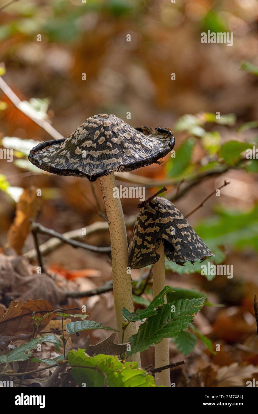 Coprinopsis picacea also known as Magpie fungus poisonous mushrooms in autumn forest.Coprinus picaceus. Stock Photo