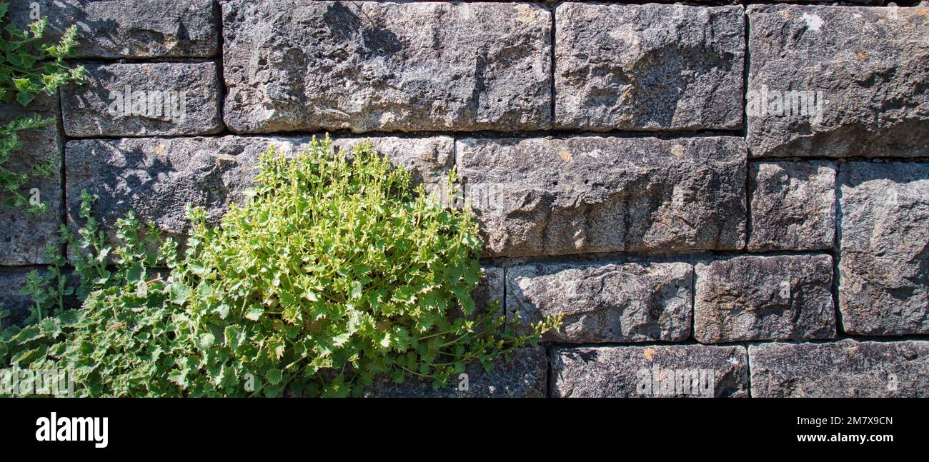 A wall with rough stones where a climbing plant has formed Stock Photo
