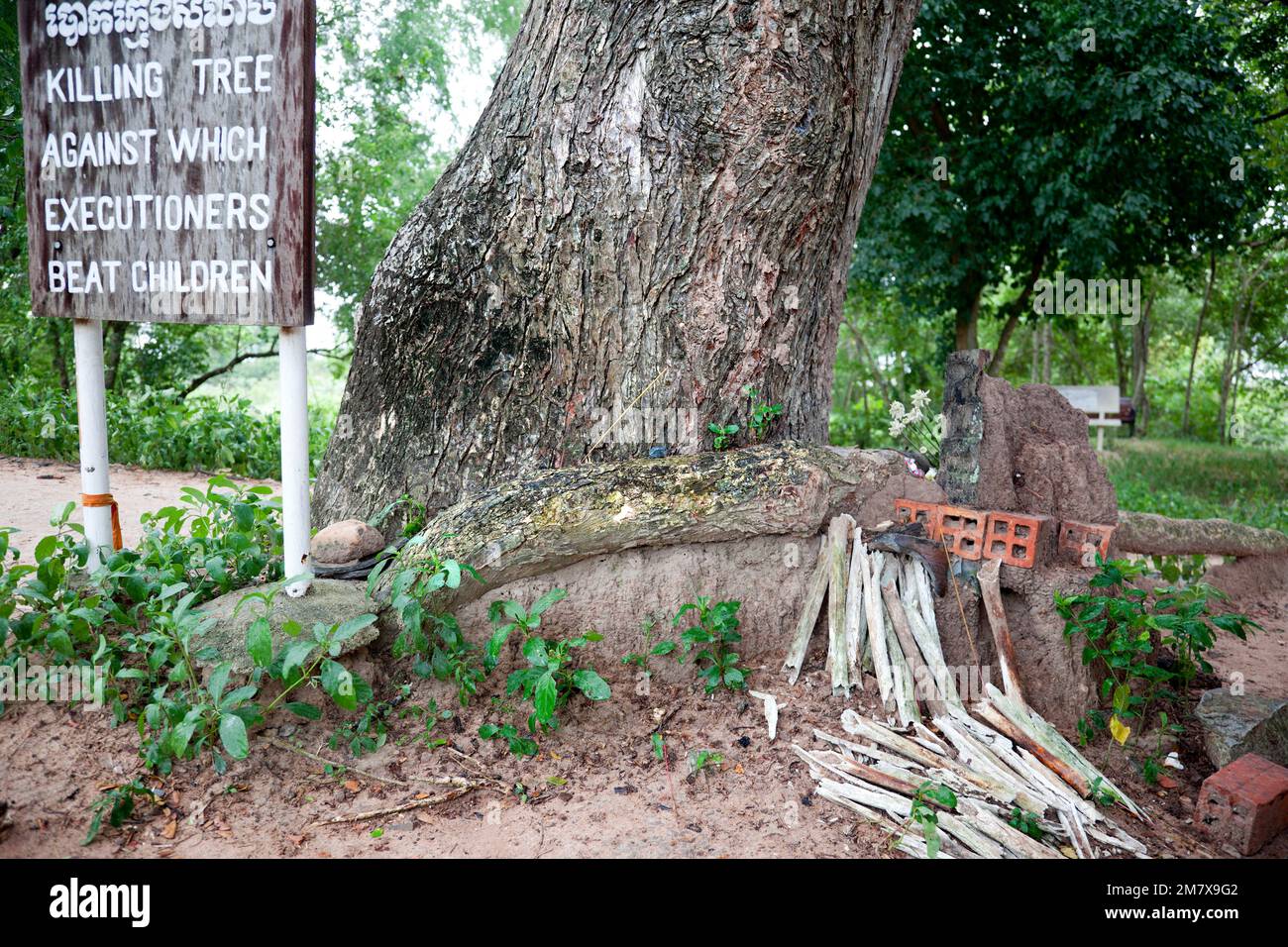 killing tree against which executioners beat children Stock Photo Alamy