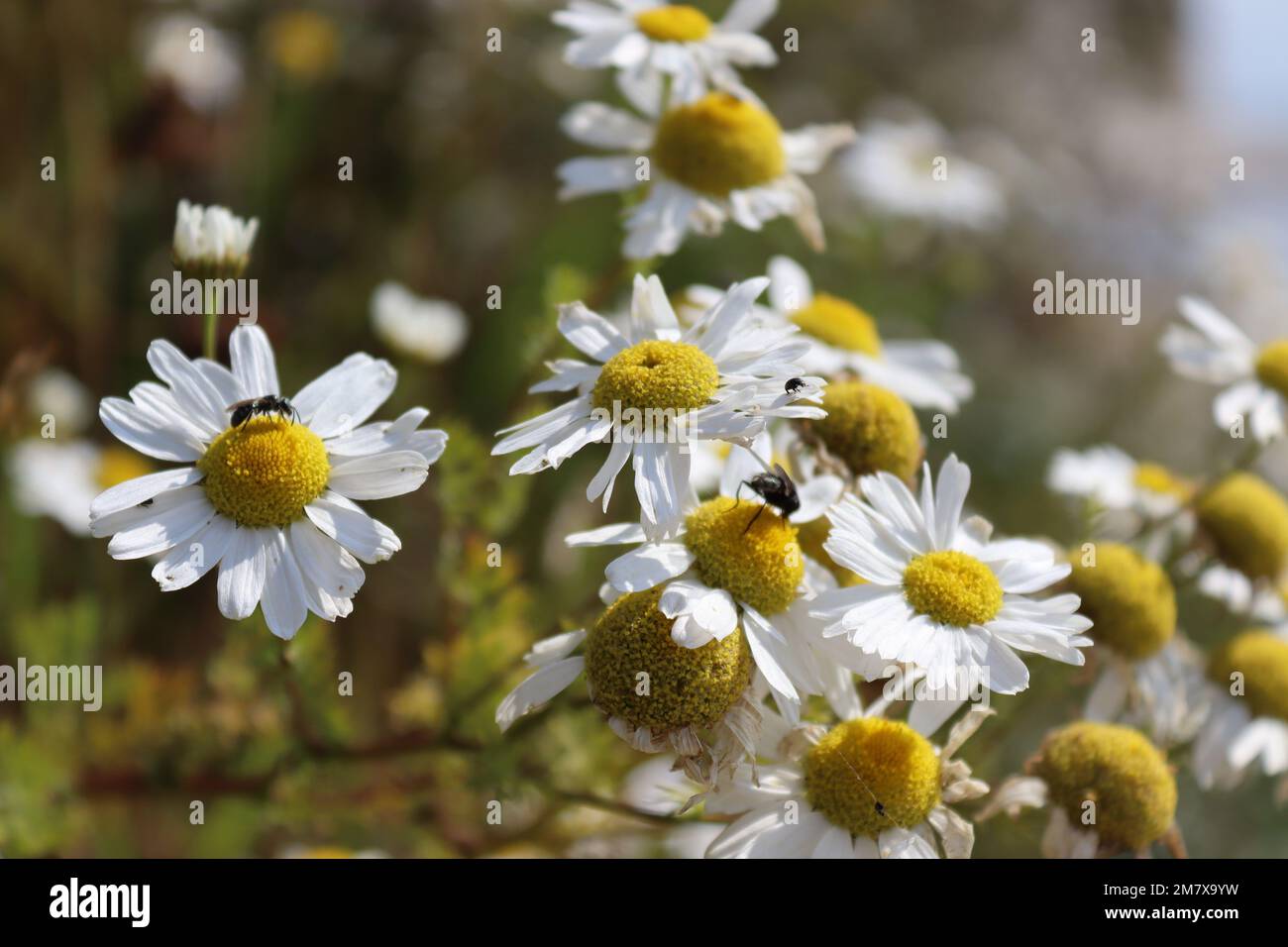 A closeup of bee sipping nectar from chamomile Stock Photo