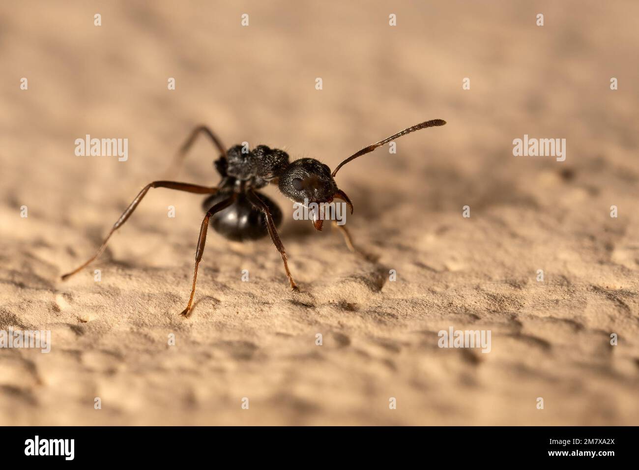 Macro photography of black ant on the floor. Stock Photo