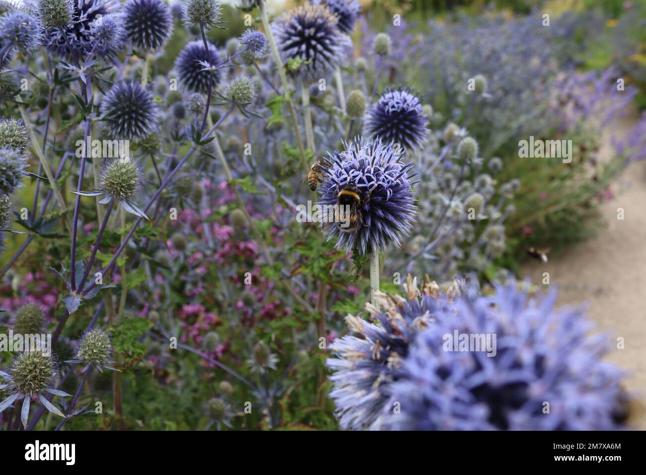 A closeup of bee sipping nectar from purple Echinops Stock Photo