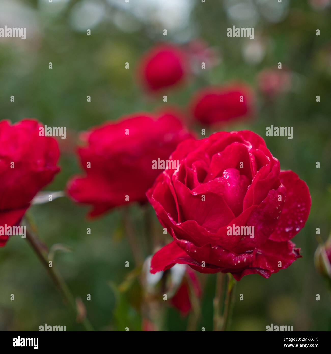 A closeup of a red rose in the garden with water droplets and a blurred ...
