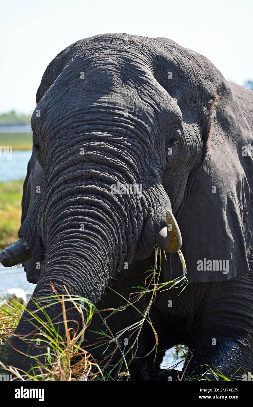 Close up of the head of an elephant at Chobe Nationalpark in Botswana