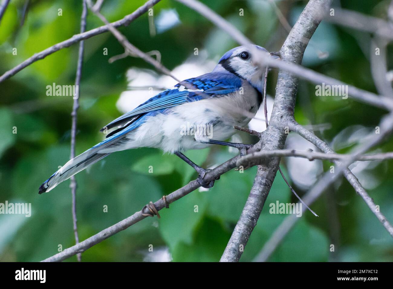 A close-up shot of a blue jay perched on a branch on a blurred background Stock Photo