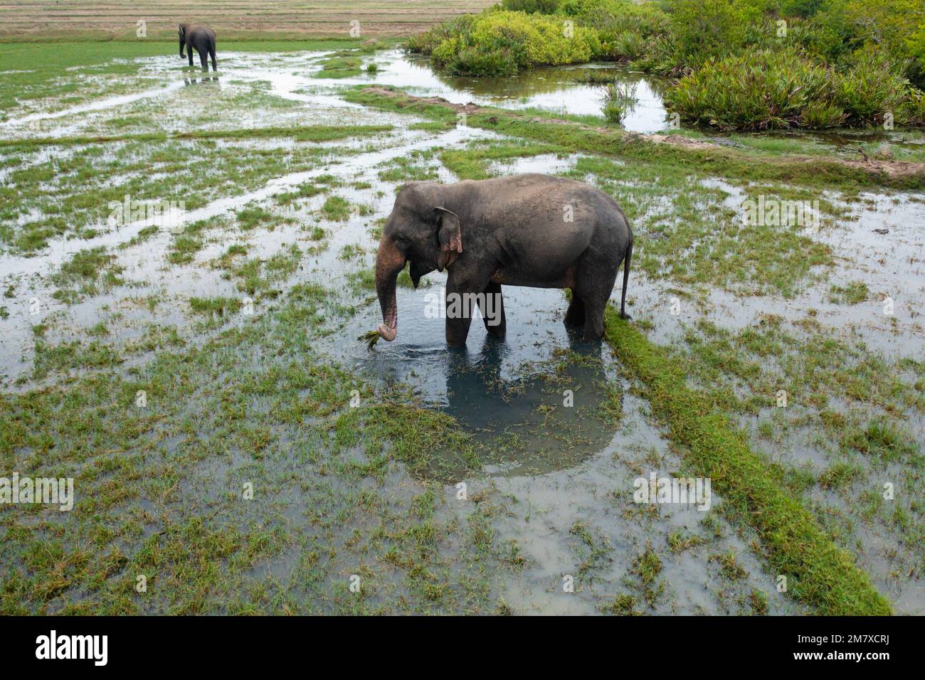 Top view of wild elephants in Sri Lanka in their natural habitat. Wild animals. Arugam Bay Sri Lanka. Stock Photo